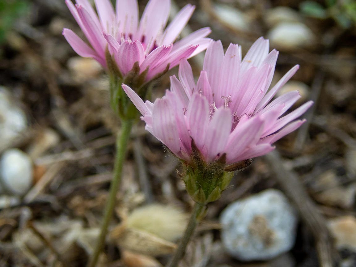 Image of Crepis rubra specimen.