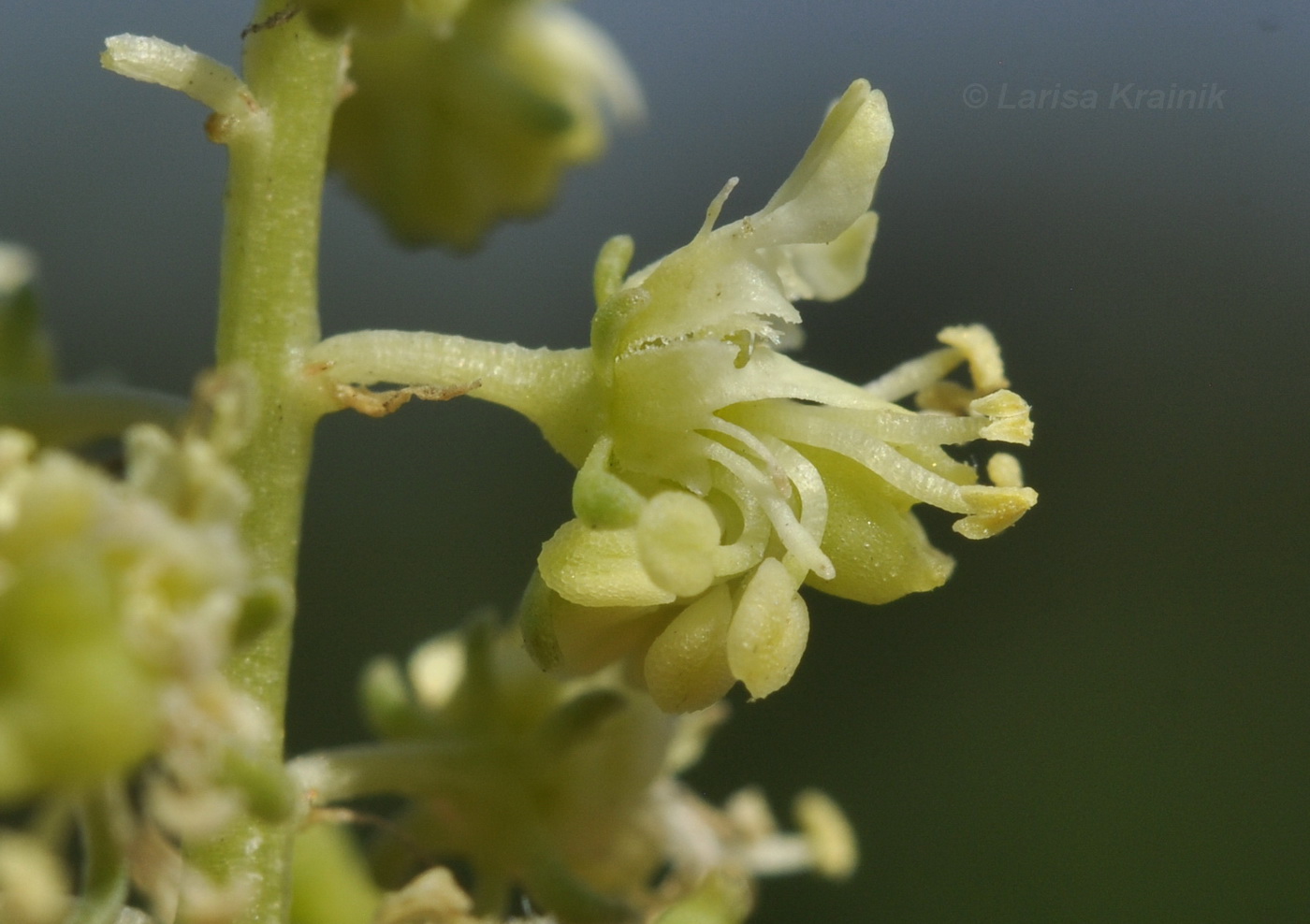 Image of Reseda lutea specimen.