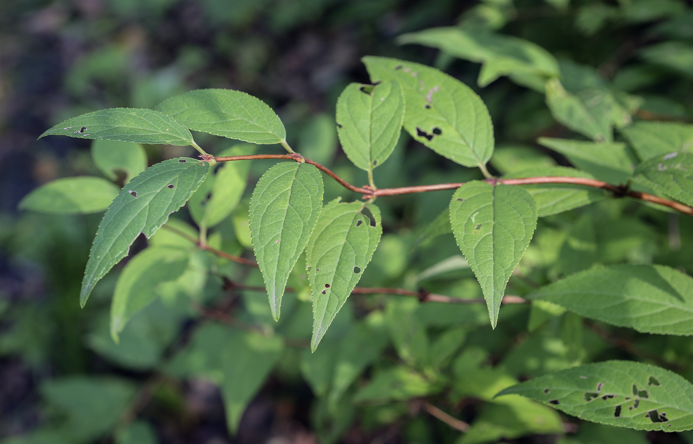 Изображение особи род Deutzia.