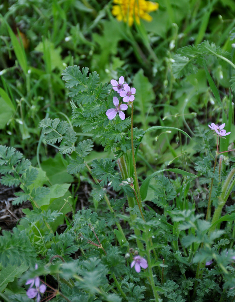 Изображение особи Erodium cicutarium.