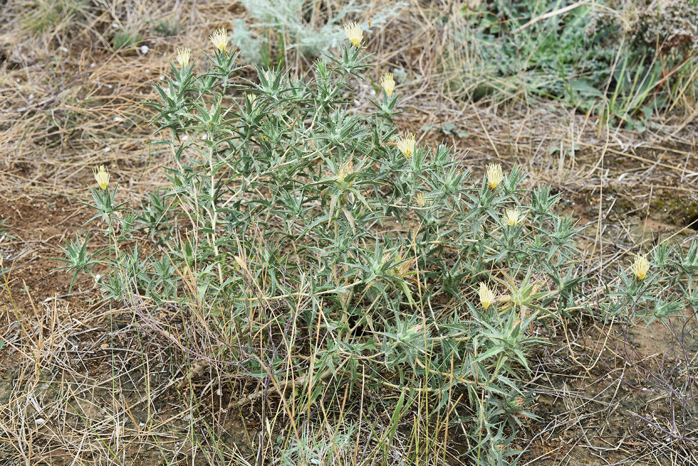 Изображение особи Carthamus lanatus.