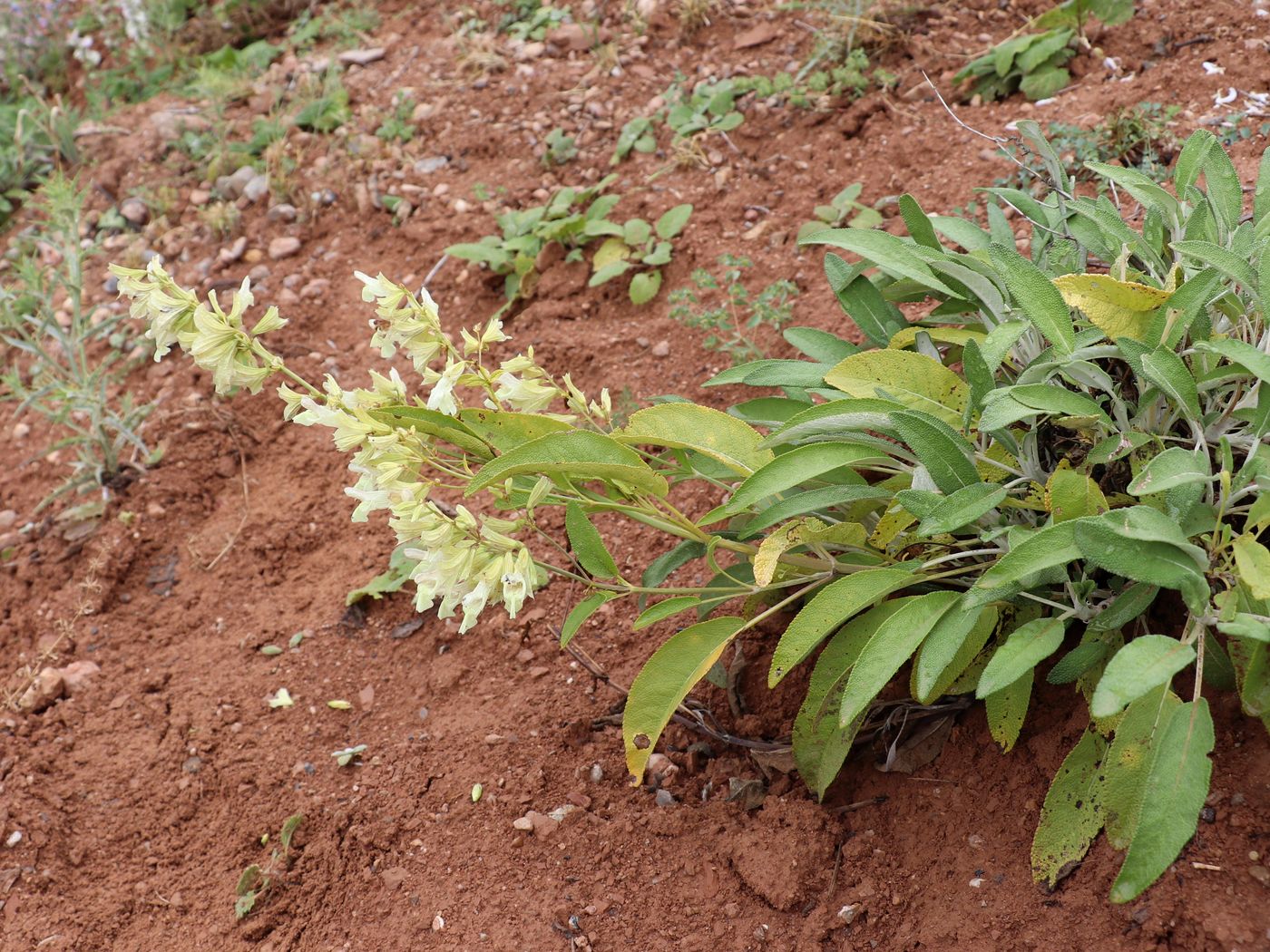 Изображение особи Salvia korolkowii.