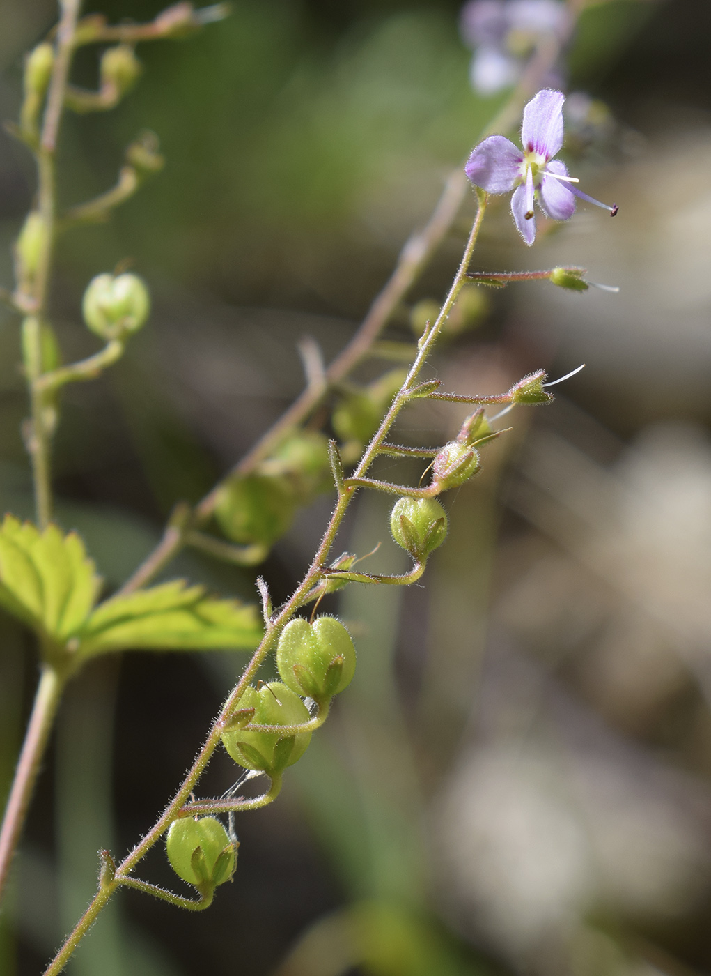 Image of Veronica urticifolia specimen.