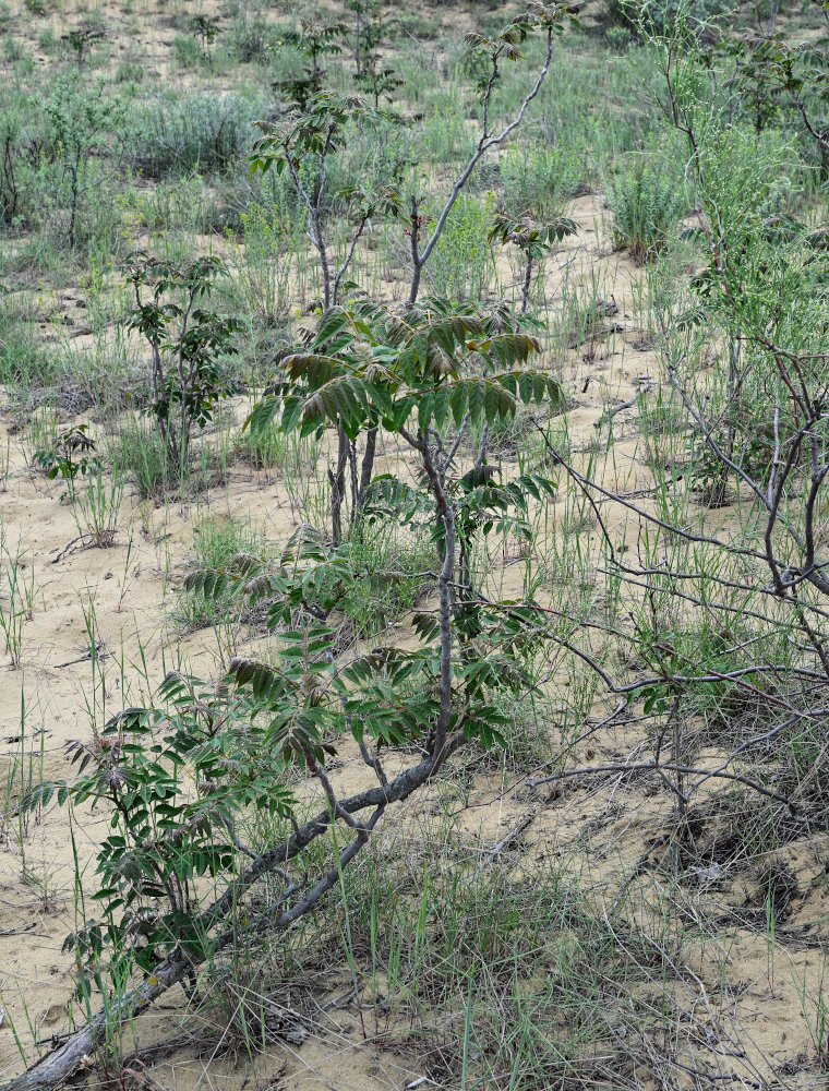 Изображение особи Ailanthus altissima.