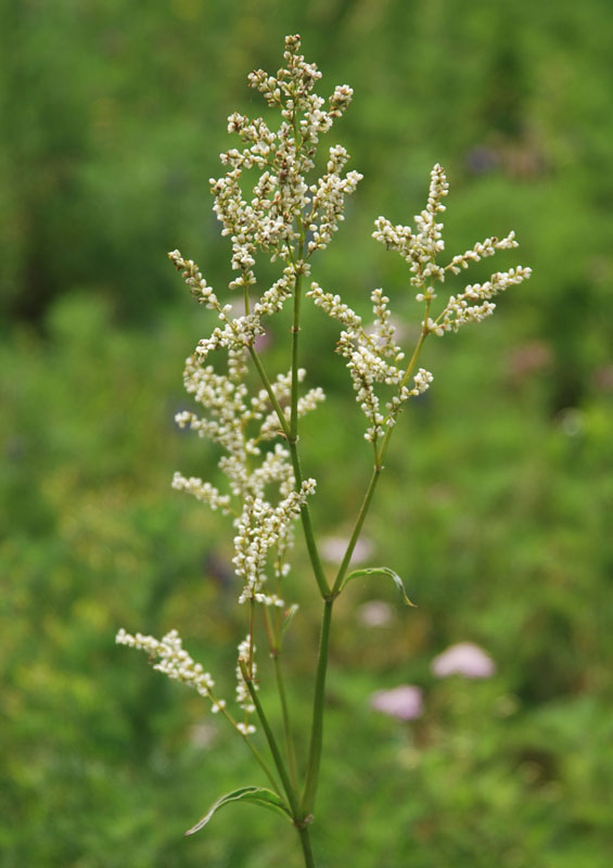 Изображение особи Aconogonon alpinum.