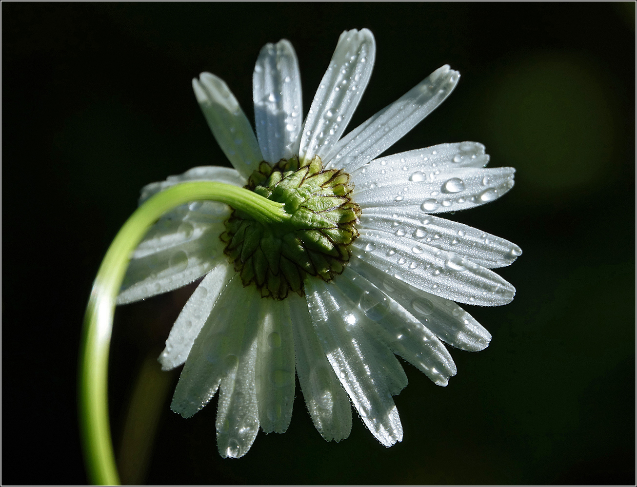 Изображение особи Leucanthemum ircutianum.