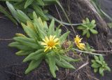 Senecio pseudoarnica