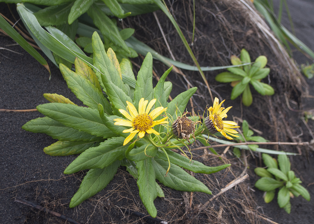 Image of Senecio pseudoarnica specimen.