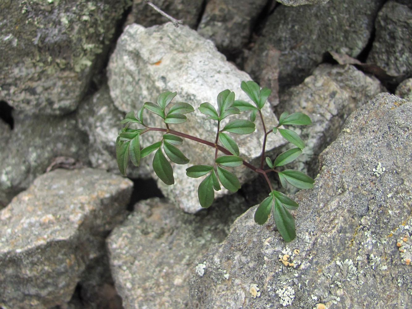 Image of Cardamine bipinnata specimen.