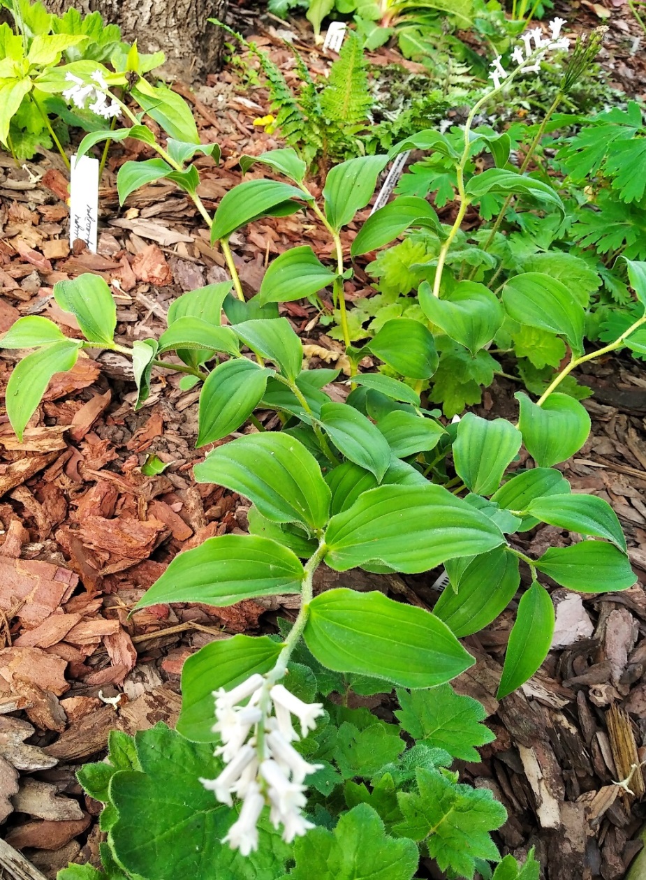 Изображение особи Smilacina henryi.