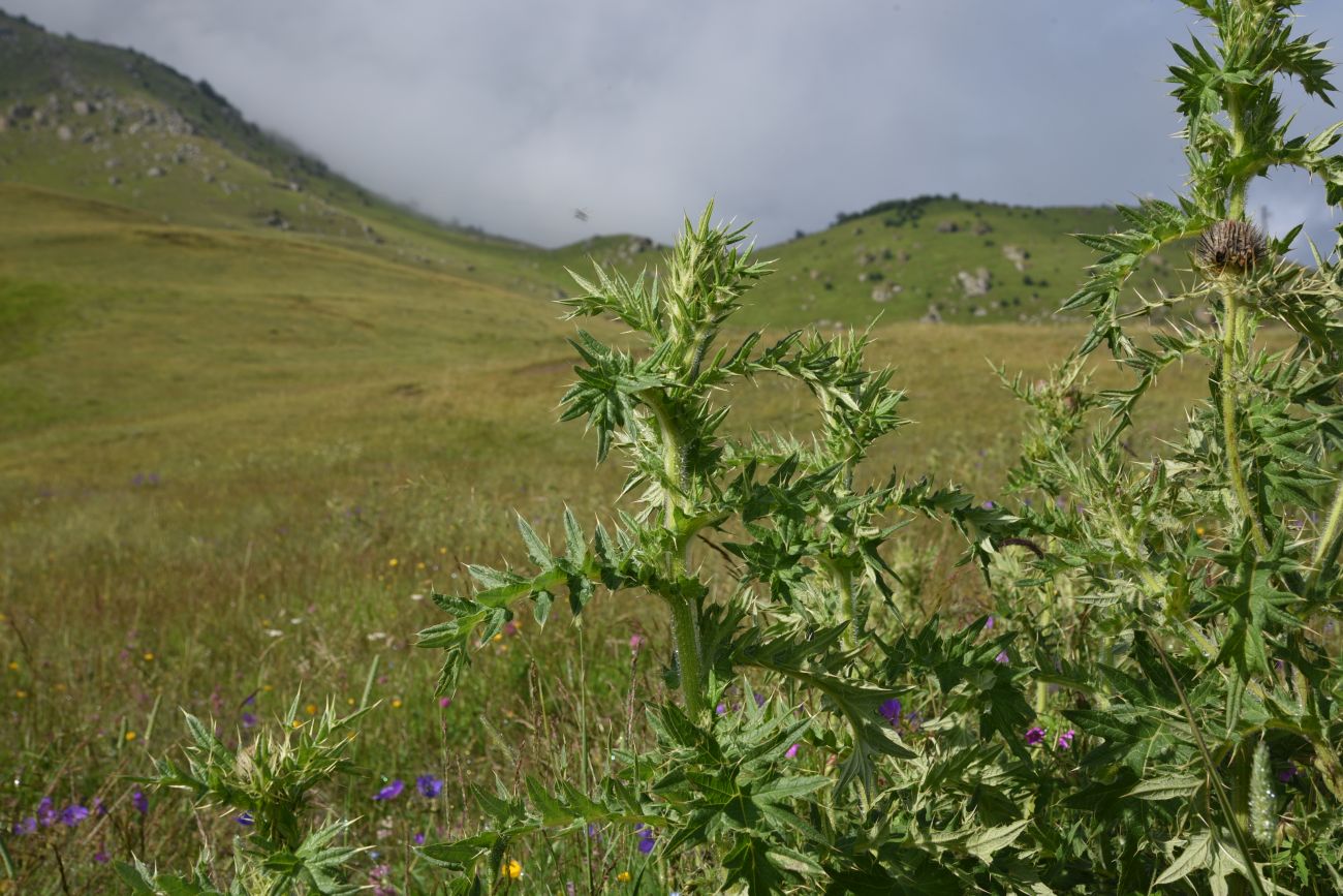 Image of Cirsium pugnax specimen.