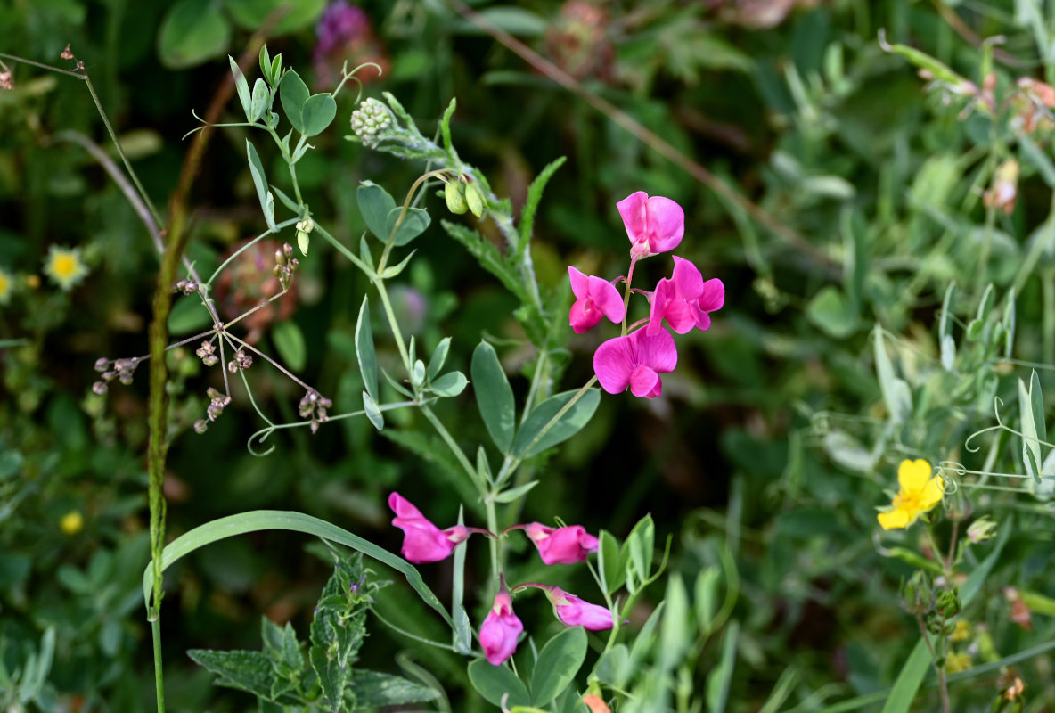 Image of Lathyrus tuberosus specimen.