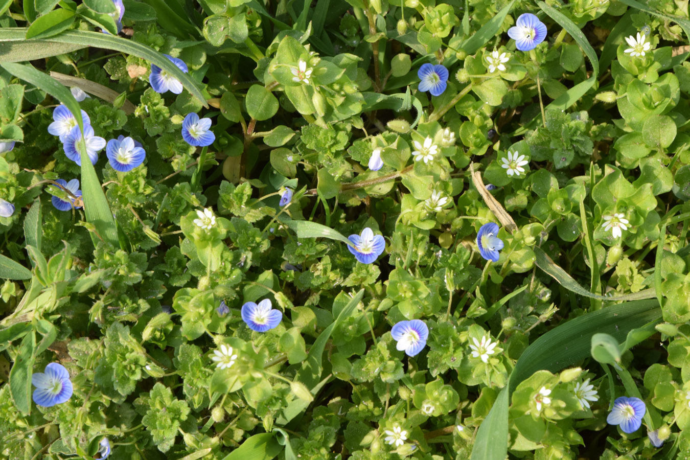 Image of Veronica persica specimen.