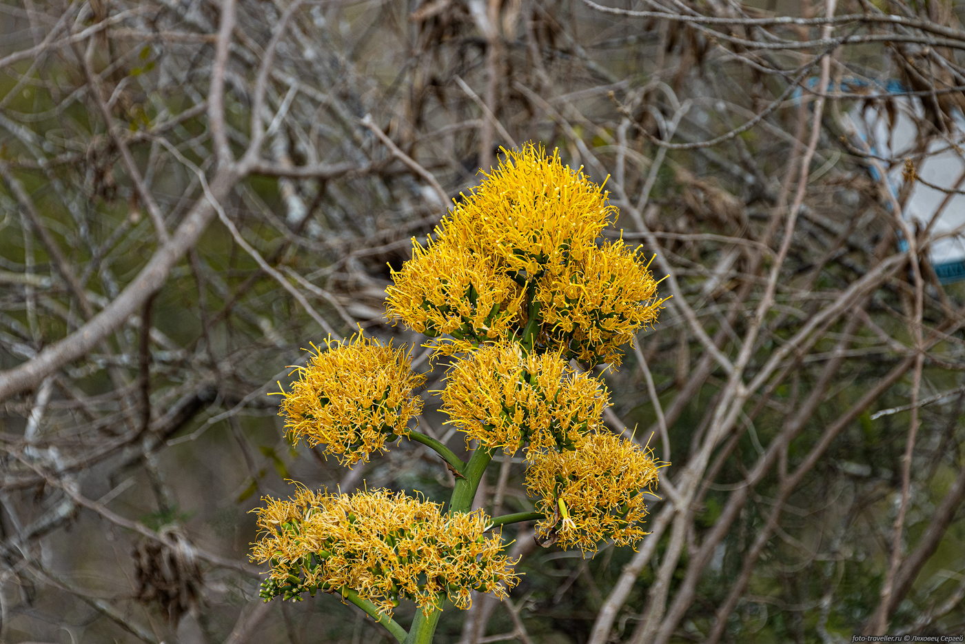 Image of genus Agave specimen.