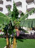 Musa acuminata. Цветущее и плодоносящее растение. Египет, мухафаза Кена, г. Луксор, в культуре. 06.05.2023.