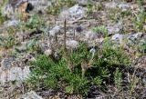 Pulsatilla turczaninovii