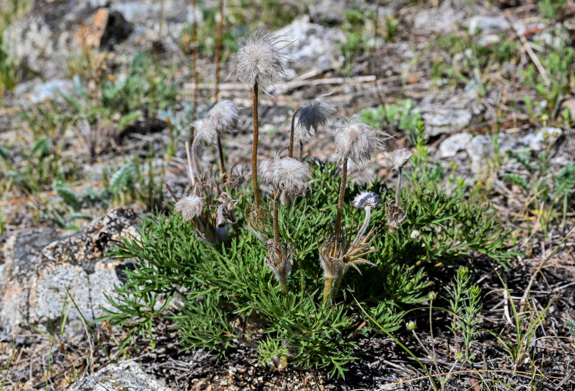 Изображение особи Pulsatilla turczaninovii.