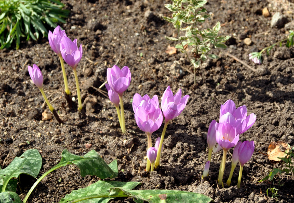 Image of Colchicum speciosum specimen.