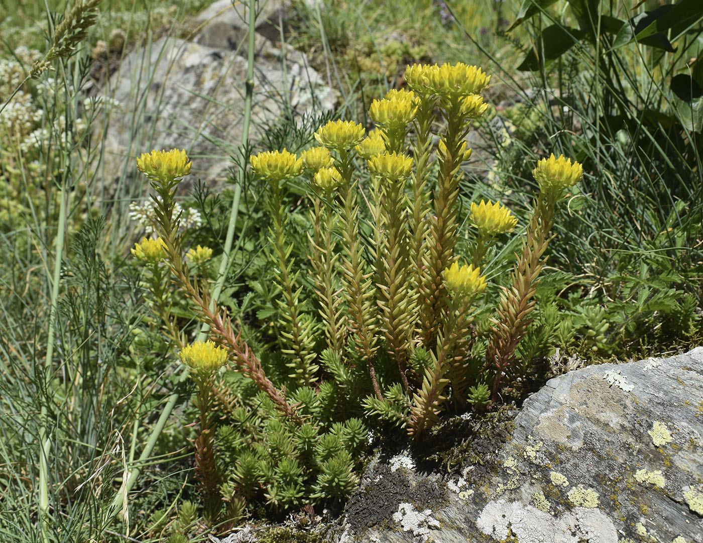 Image of Sedum montanum specimen.