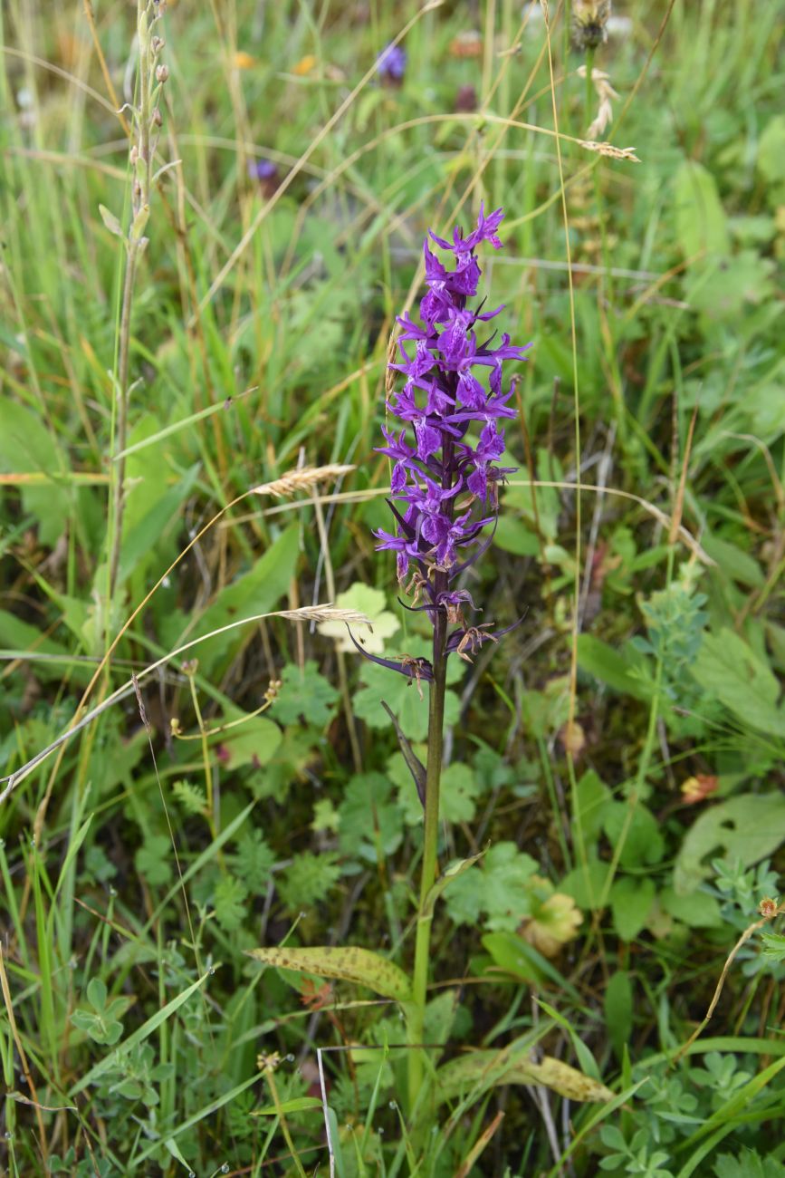 Изображение особи Dactylorhiza urvilleana.