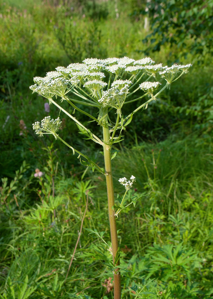 Image of Pleurospermum uralense specimen.