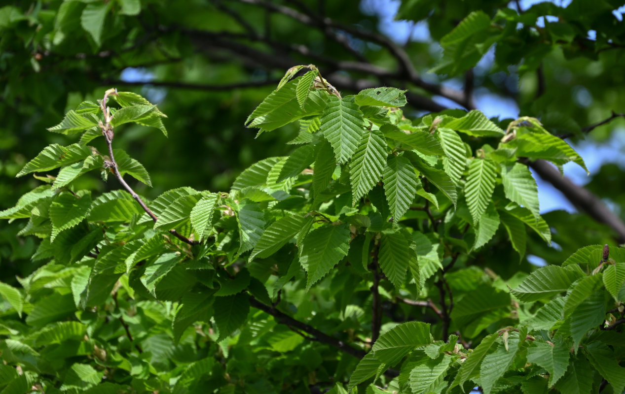 Image of Carpinus betulus specimen.