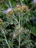 Cirsium tomentosum. Верхушка побега с цветущим и отцветшими соцветиями. Дагестан, Гунибский р-н, окр. с. Чох, ≈ 1500 м н.у.м., луговой склон. 29.07.2022.