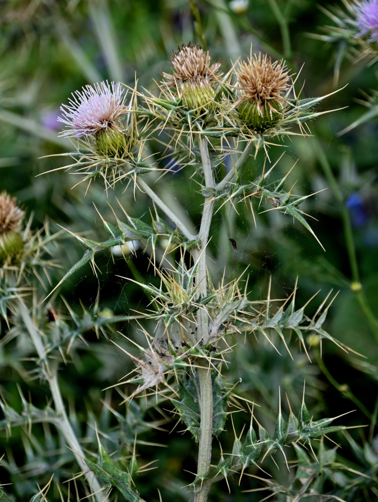 Изображение особи Cirsium tomentosum.