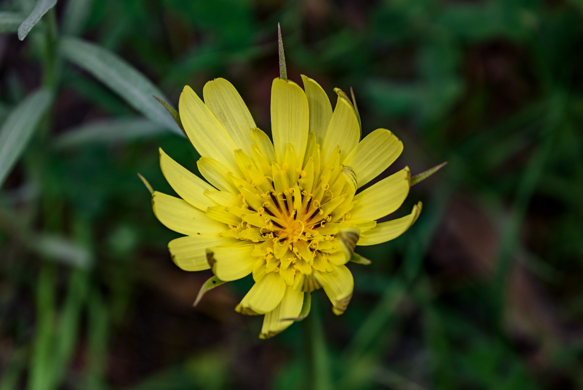 Изображение особи род Tragopogon.