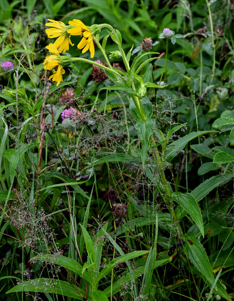 Image of Arnica sachalinensis specimen.