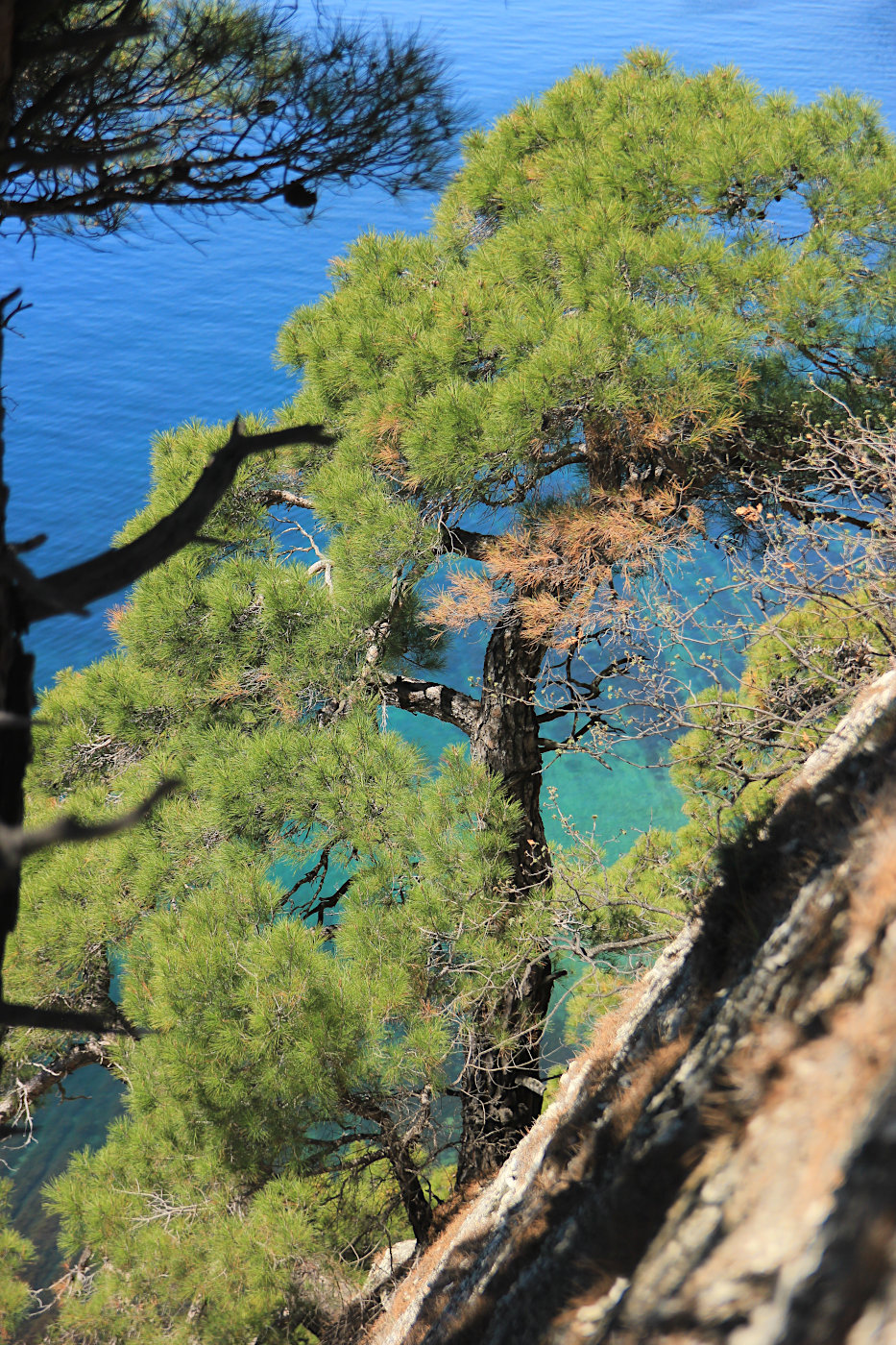 Image of Pinus pityusa specimen.