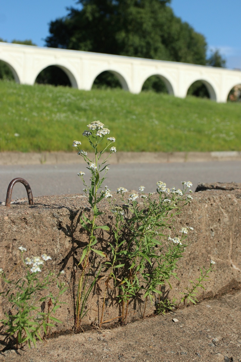 Image of Achillea cartilaginea specimen.