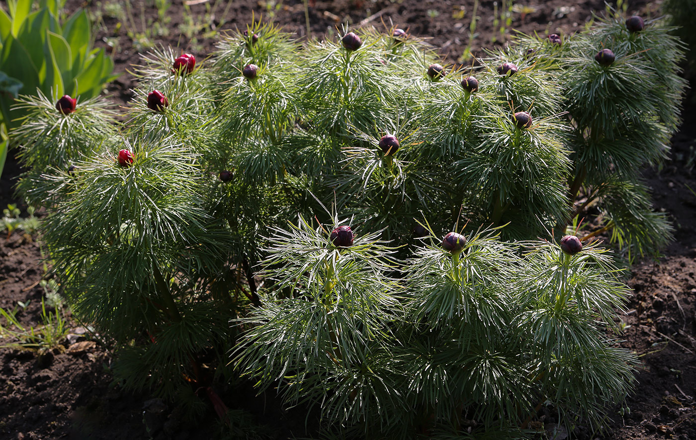 Изображение особи Paeonia tenuifolia.