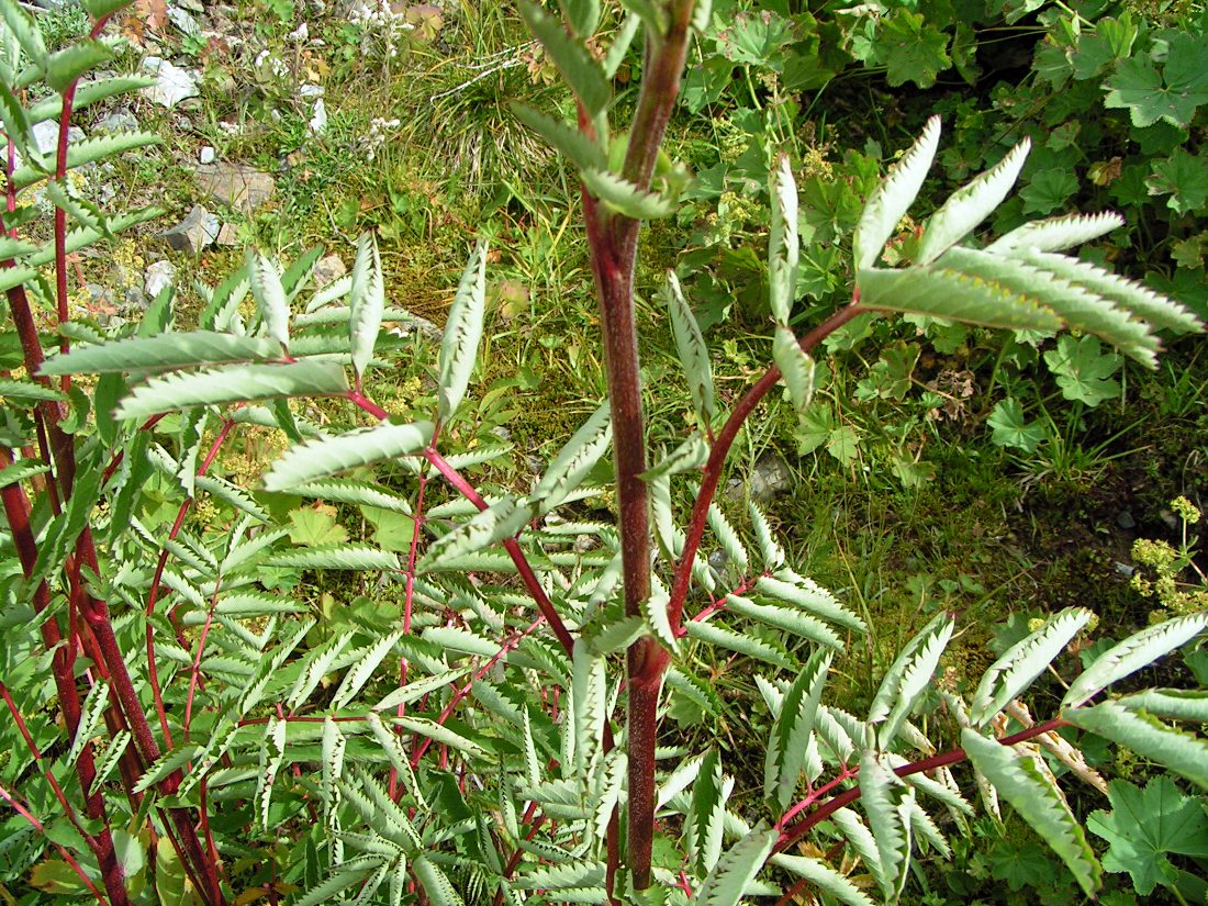 Image of Sanguisorba alpina specimen.