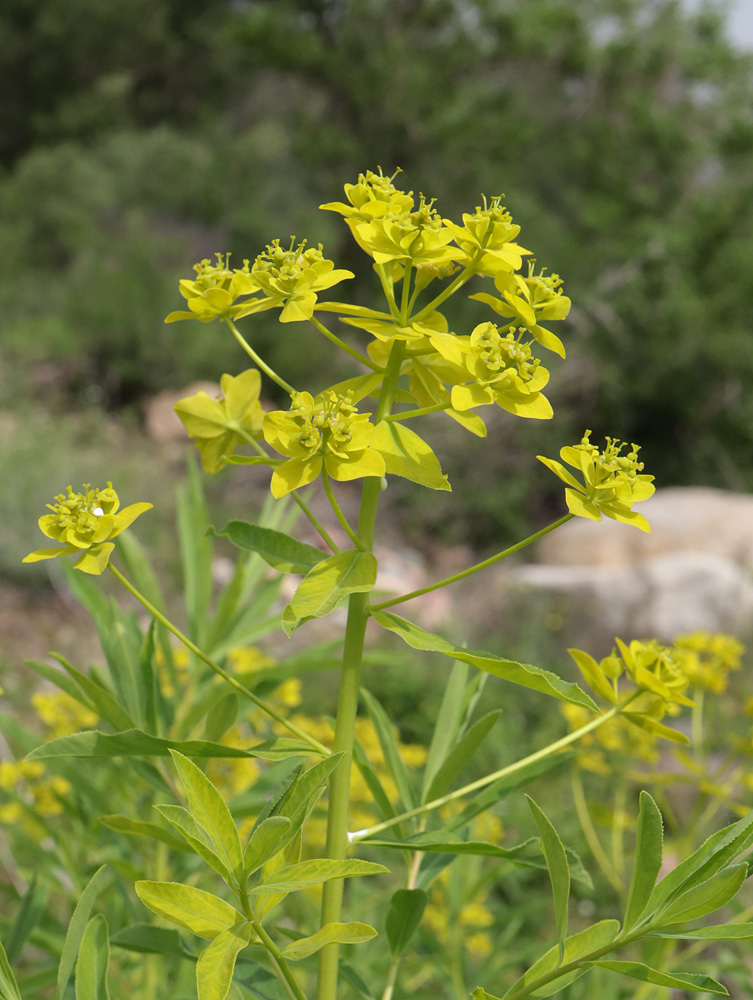 Image of Euphorbia lamprocarpa specimen.