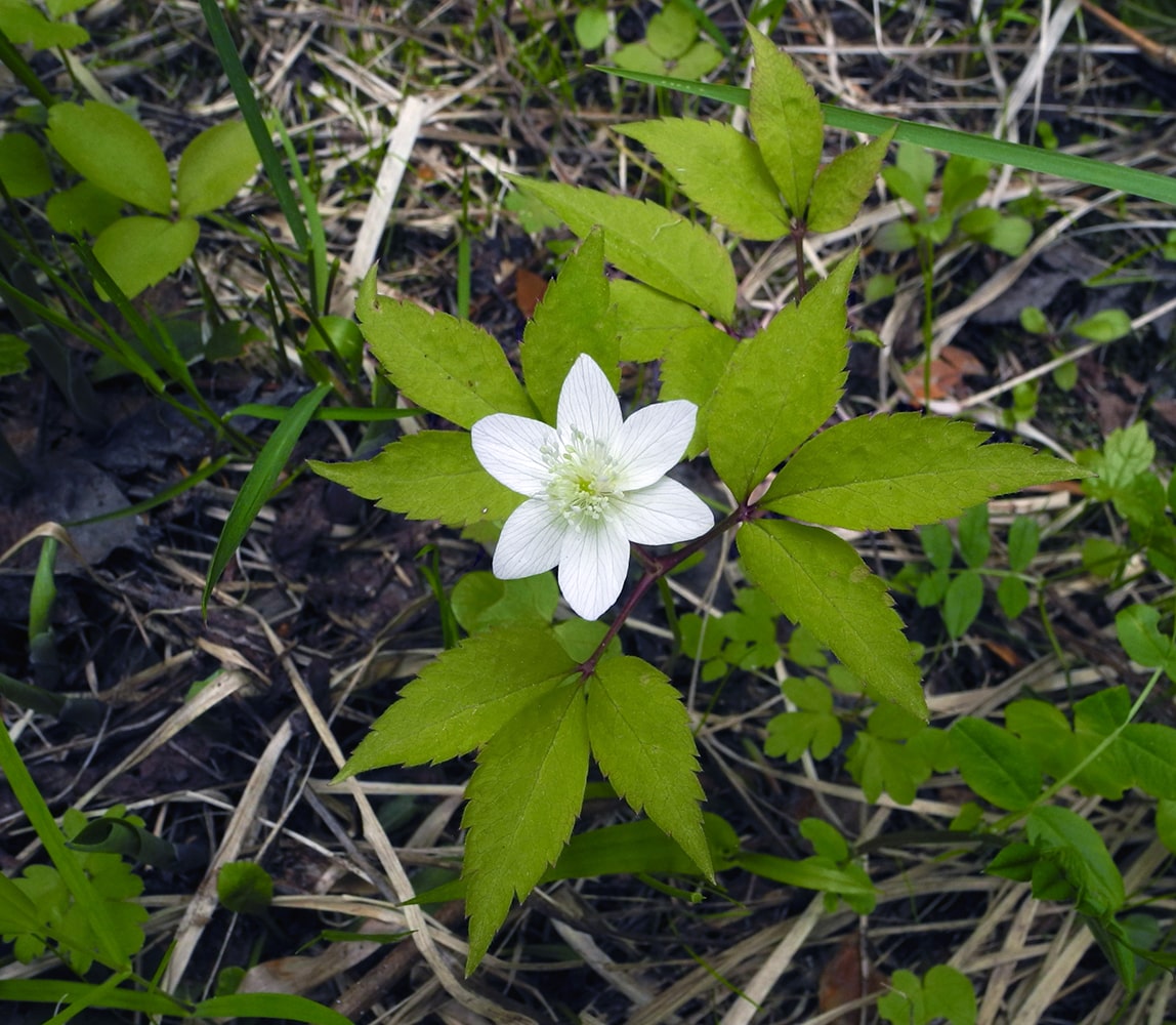 Изображение особи Anemone trifolia.