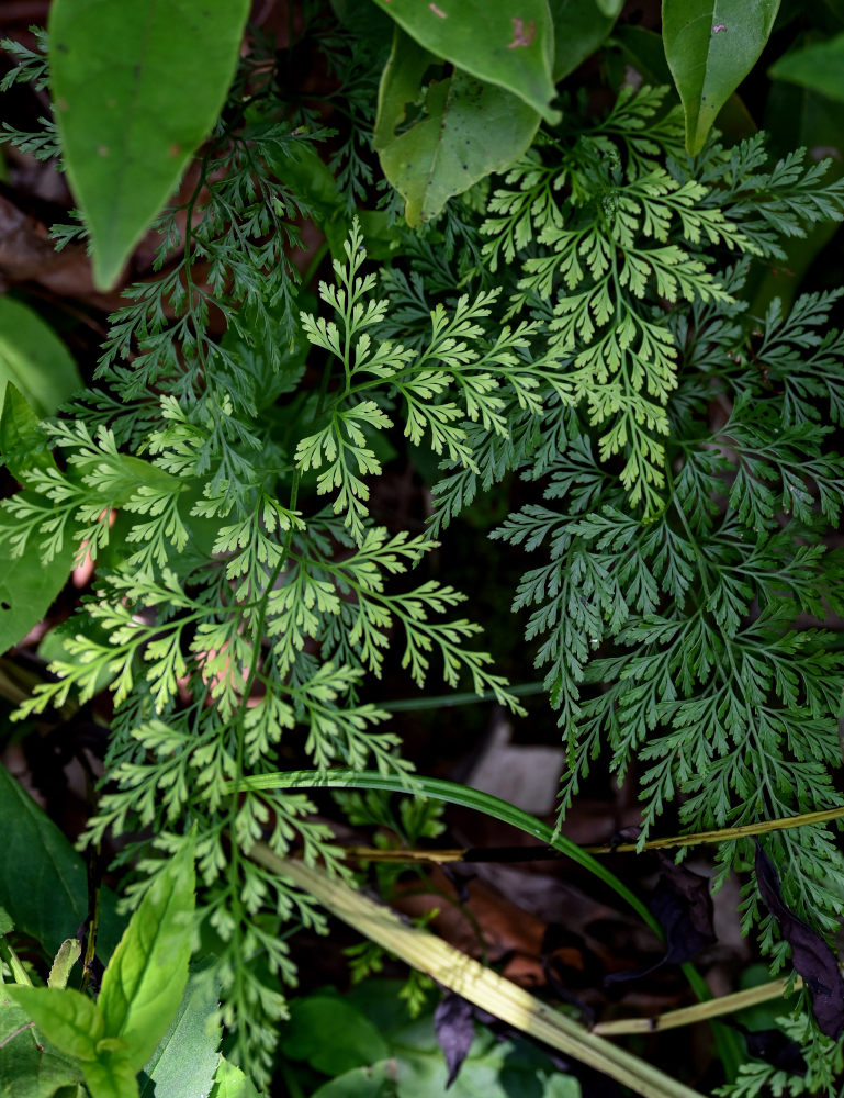 Изображение особи Onychium japonicum.