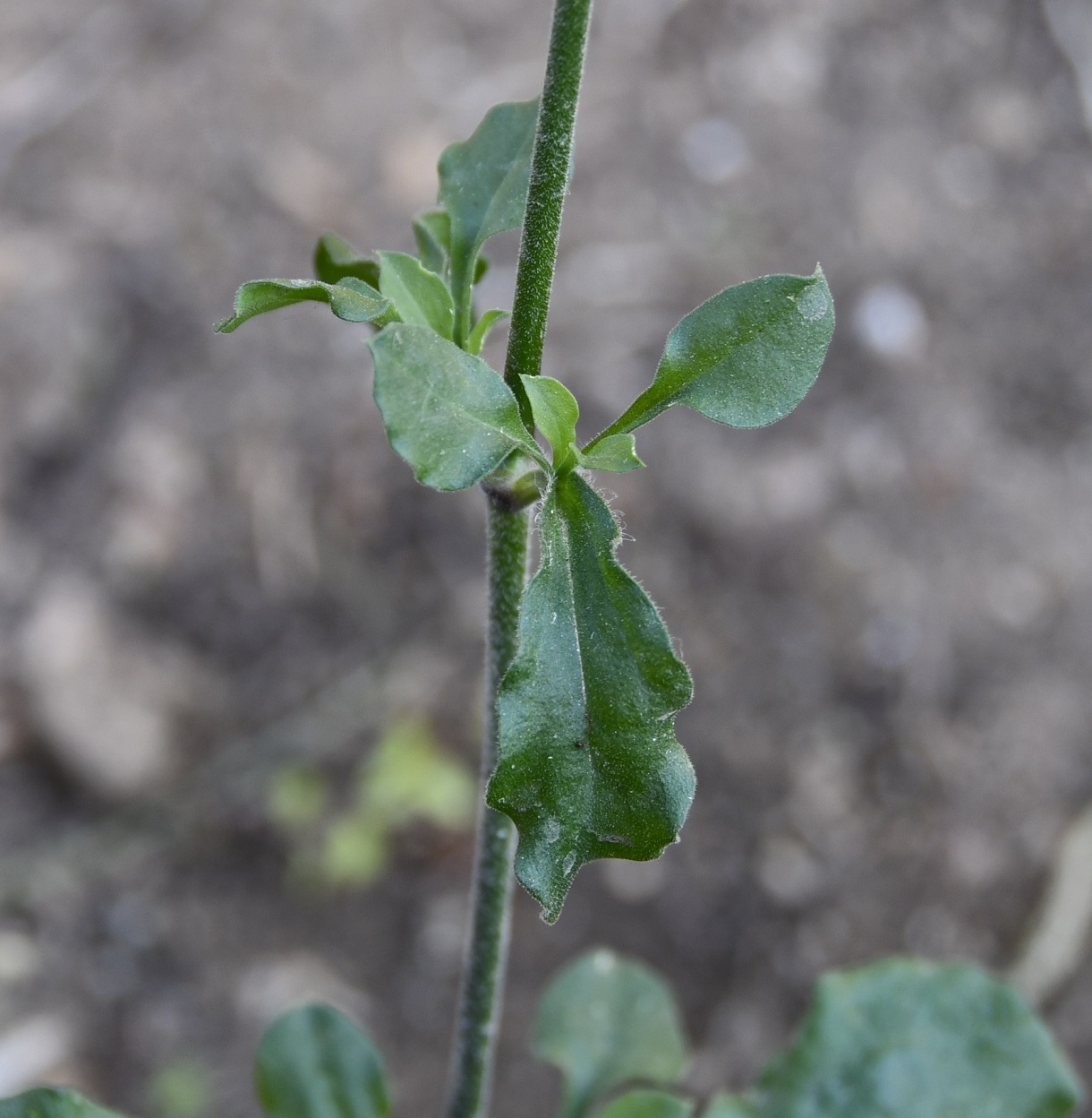 Image of Silene italica specimen.