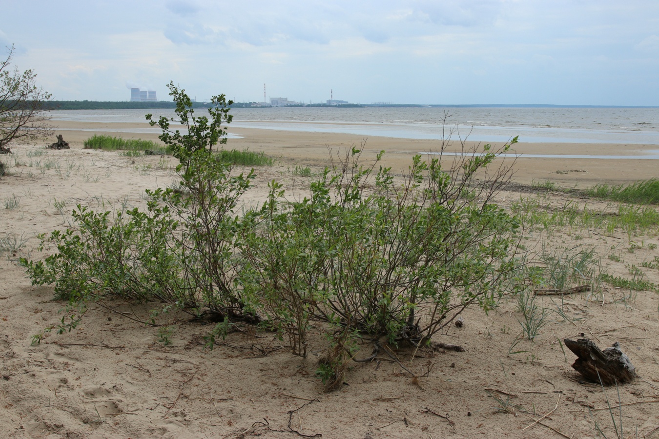 Image of Salix phylicifolia specimen.