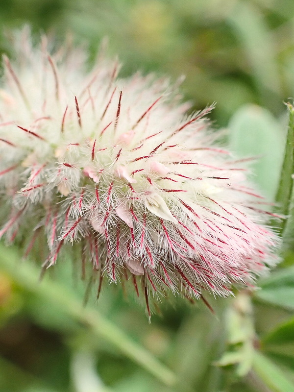 Image of Trifolium arvense specimen.