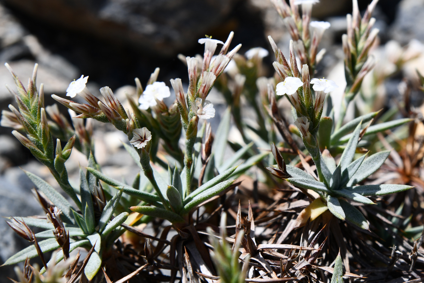 Image of Acantholimon alexeenkoanum specimen.