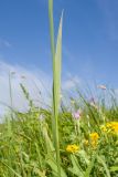 Gladiolus tenuis. Часть побега со стеблевым листом. Карачаево-Черкесия, Зеленчукский р-н, гора Джисса, ≈ 1600 м н.у.м., субальпийский луг. 14.06.2024.