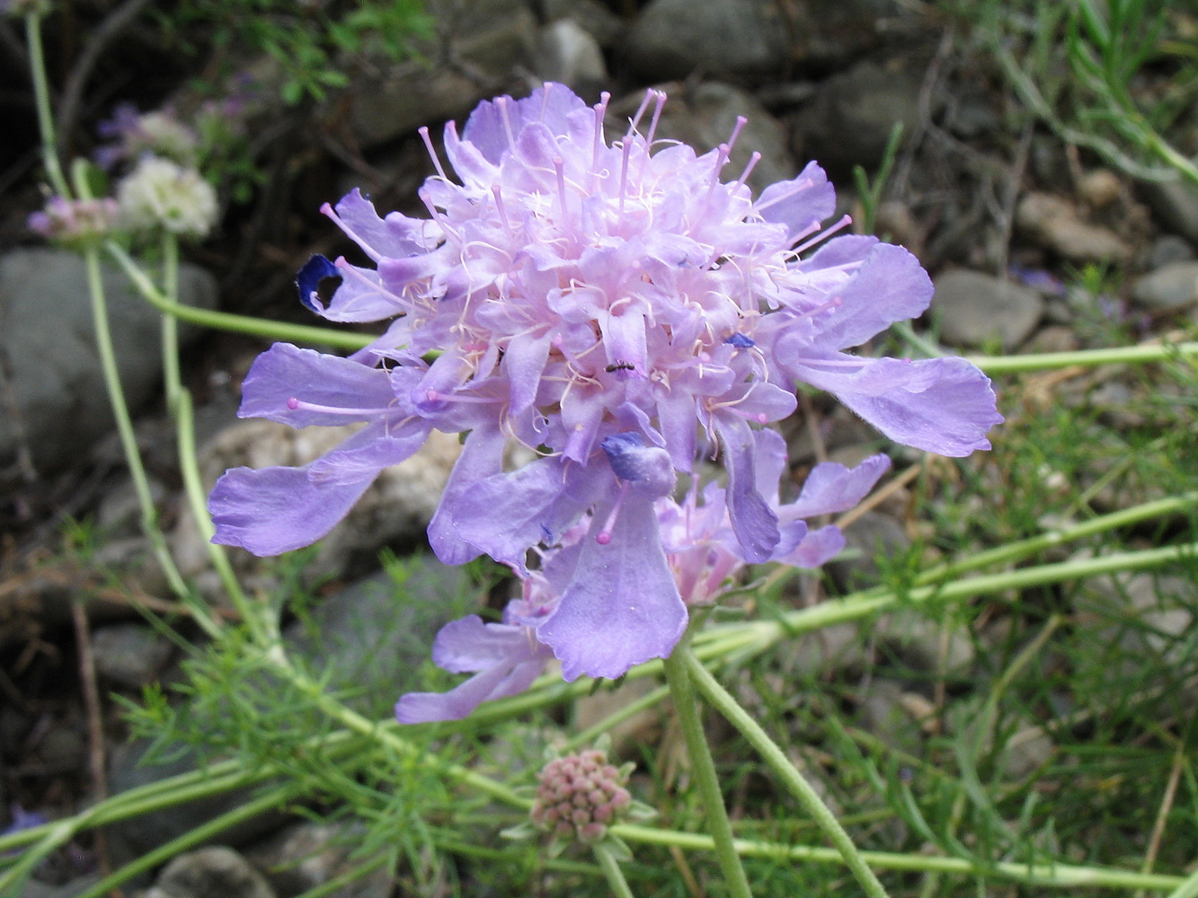 Image of Lomelosia austroaltaica specimen.