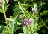 Cirsium kamtschaticum. Верхушка цветущего растения. Камчатский край, г. Петропавловск-Камчатский, склон Мишенной сопки, лиственный лес. 02.08.2024.