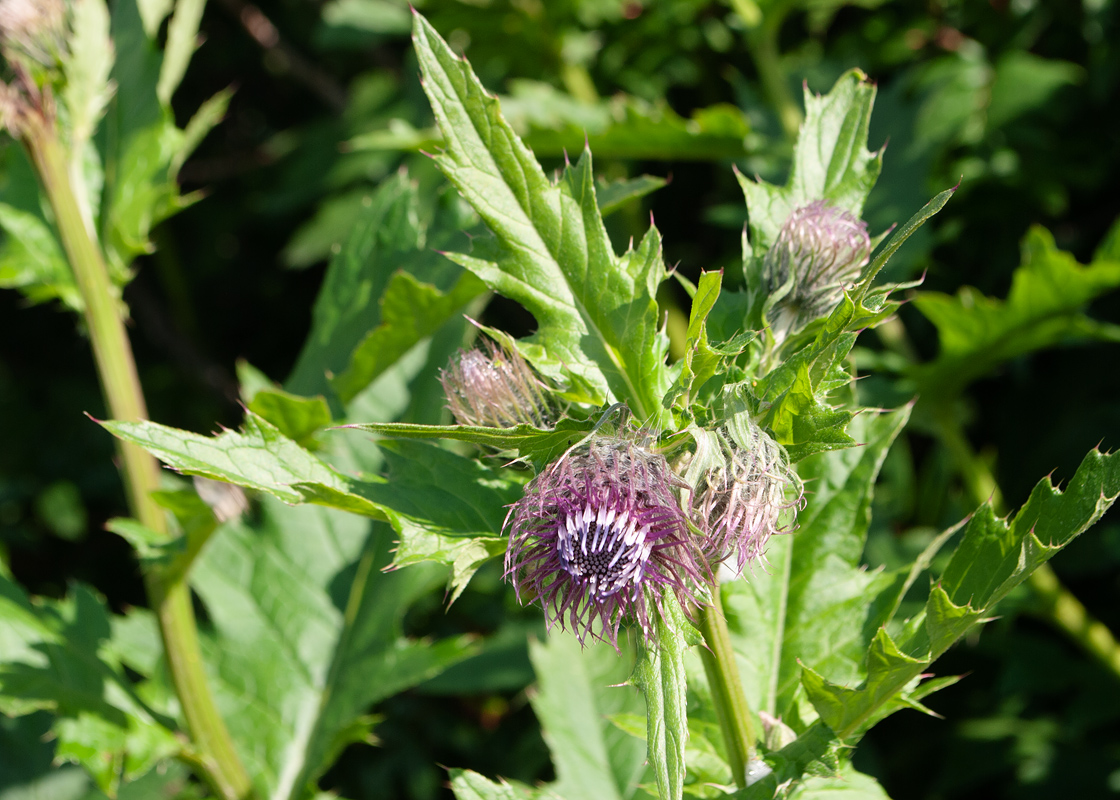 Image of Cirsium kamtschaticum specimen.