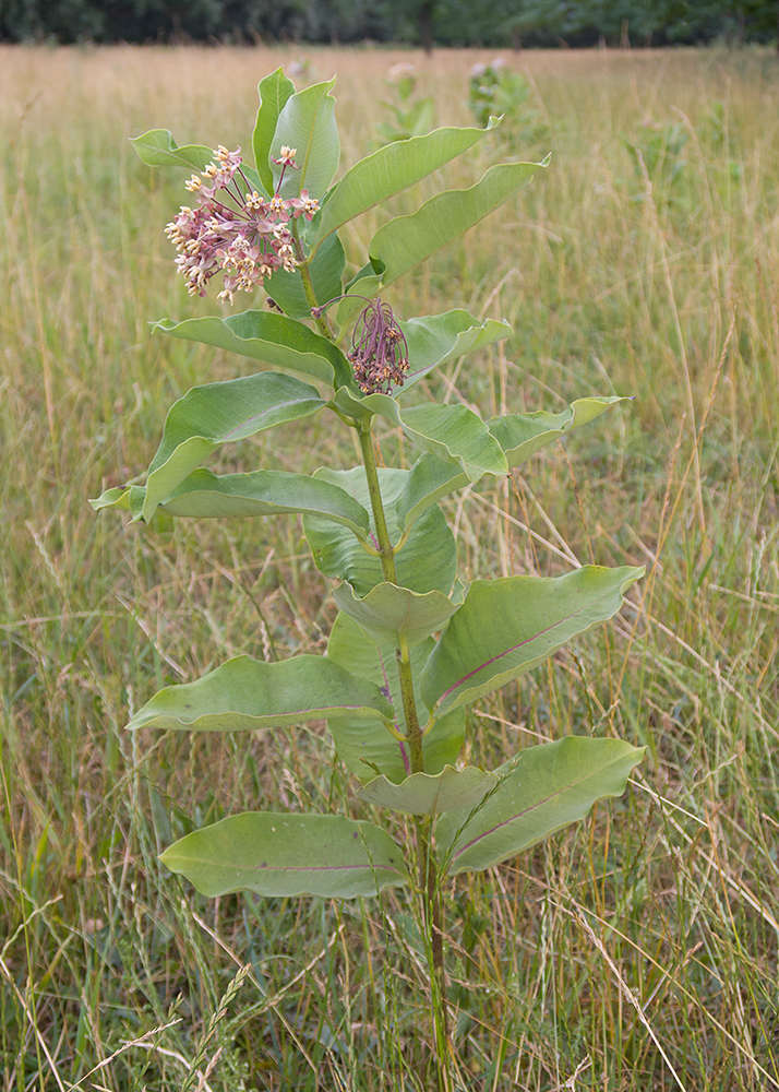 Image of Asclepias syriaca specimen.