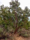 Arbutus andrachne. Взрослое дерево. Крым, Южный Берег, ю-в склон горы Аю-Даг, возле тропы. 25.05.2024.