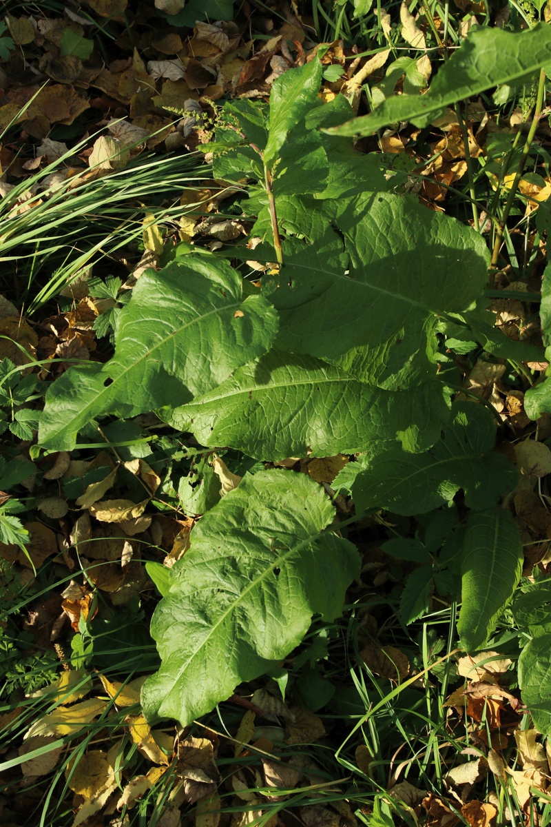 Изображение особи Rumex sylvestris.