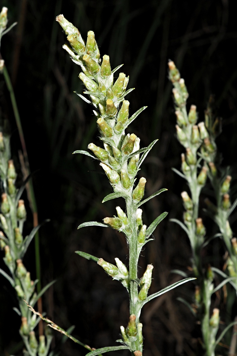 Image of Omalotheca sylvatica specimen.