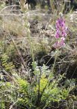 Oxytropis kasakorum